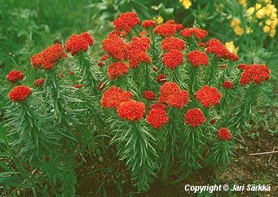  Rhodiola kirilowii rubra